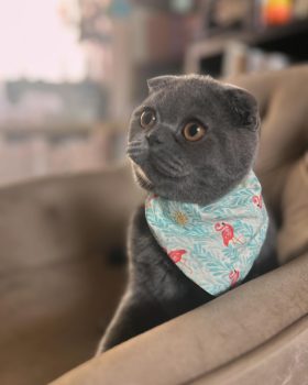 gato
